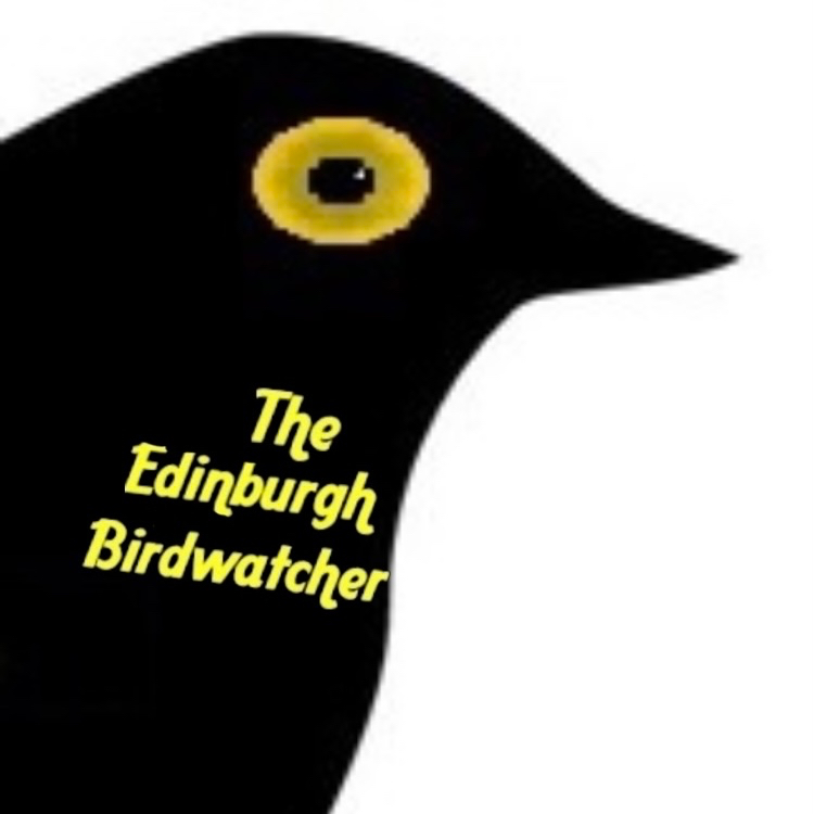 The Edinburgh Birdwatcher